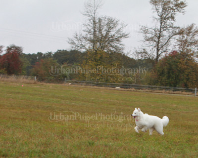 SCA2016_LURE COURSING-7798