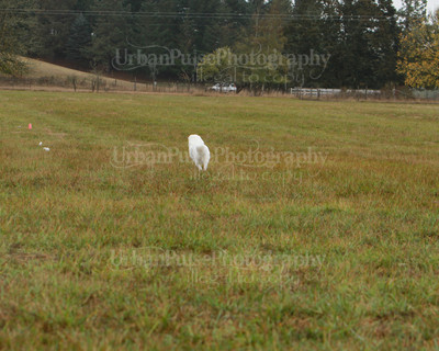 SCA2016_LURE COURSING-7647