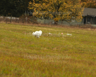 SCA2016_LURE COURSING-7314