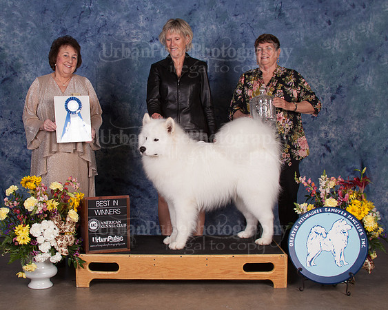 DE-GMSF-2997