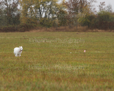 SCA2016_LURE COURSING-7817