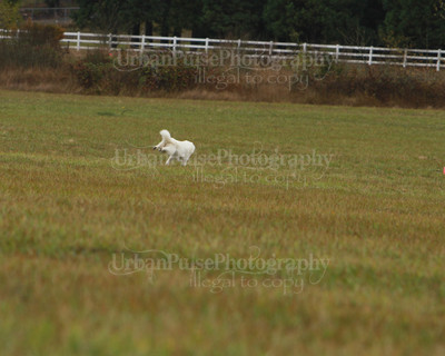 SCA2016_LURE COURSING-7602