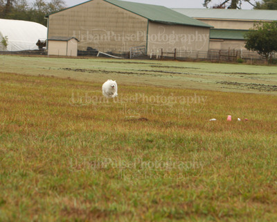 SCA2016_LURE COURSING-7274