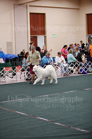 F9-12 Dog-7076
