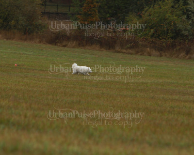 SCA2016_LURE COURSING-7613