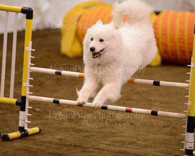 SCA2016_AG MON FAST NOVICE-3554
