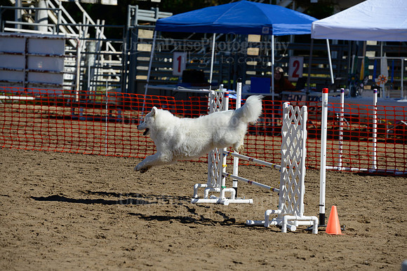 AGILITY-1956