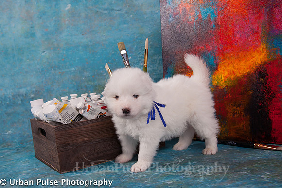 MaterxMayaPups4weeks-8462