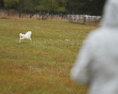 SCA2016_LURE COURSING-7364