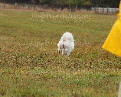 SCA2016_LURE COURSING-7737