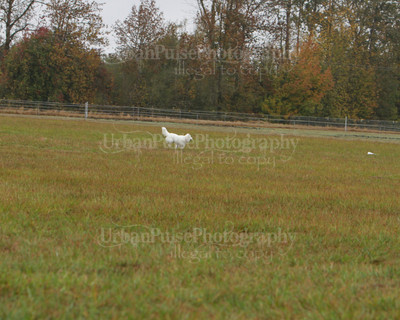 SCA2016_LURE COURSING-7774