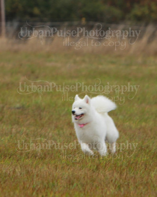 SCA2016_LURE COURSING-7758