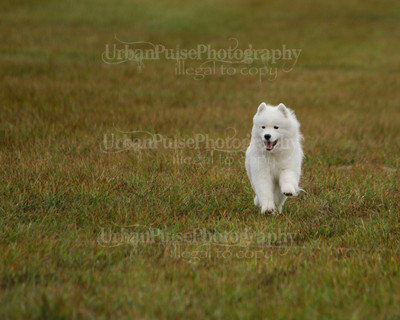 SCA2016_LURE COURSING-7543
