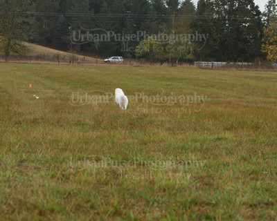 SCA2016_LURE COURSING-7648