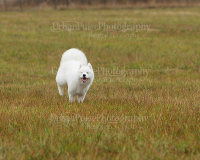 SCA2016_LURE COURSING-7746