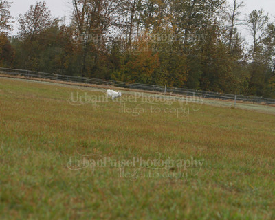 SCA2016_LURE COURSING-7574