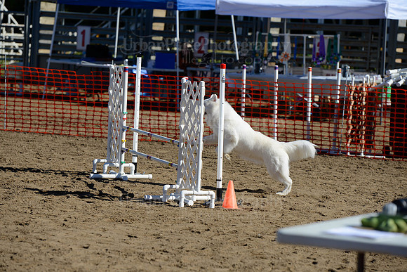 AGILITY-1988