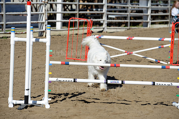 AGILITY-1952
