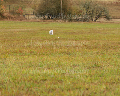 SCA2016_LURE COURSING-7341