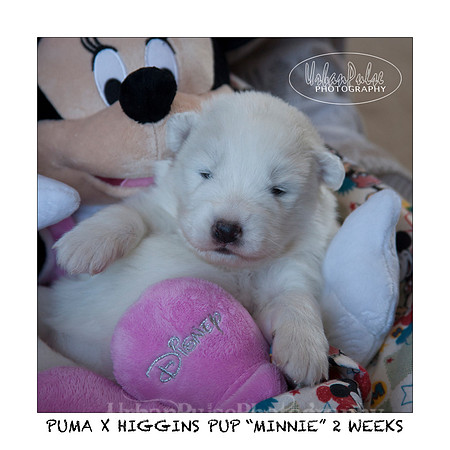 MINNIE_2WEEKS_3438