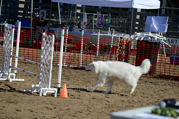 AGILITY-1920