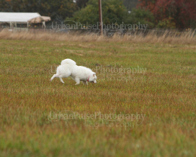 SCA2016_LURE COURSING-7757