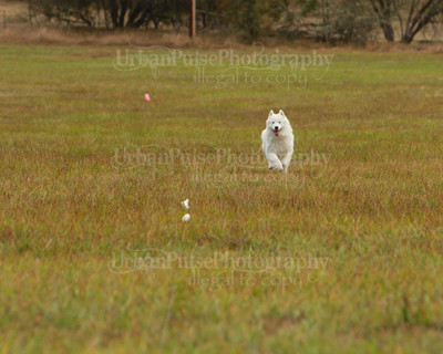 SCA2016_LURE COURSING-7349