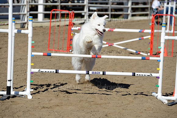 AGILITY-1953