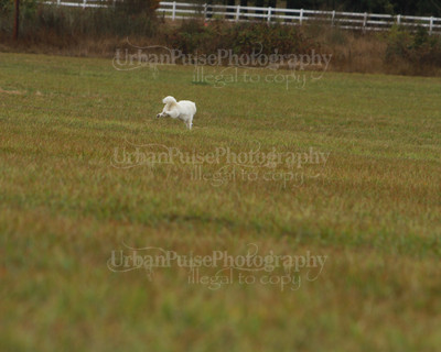 SCA2016_LURE COURSING-7601