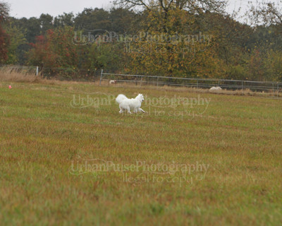 SCA2016_LURE COURSING-7771
