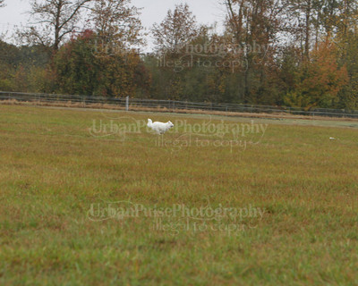 SCA2016_LURE COURSING-7773