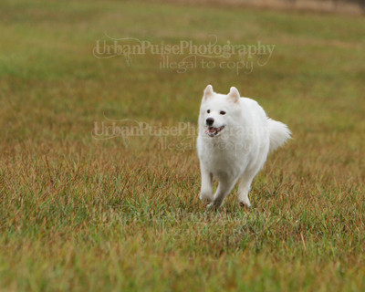 SCA2016_LURE COURSING-7724
