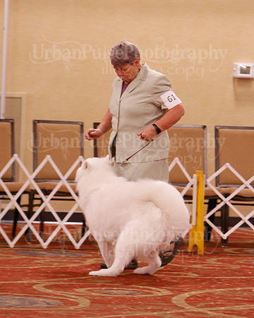 SCA2019 D BRED BY-9611