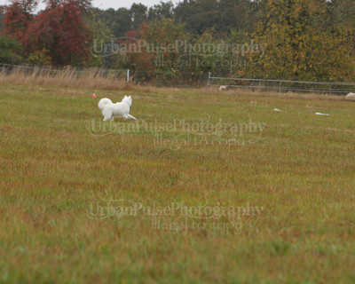 SCA2016_LURE COURSING-7769