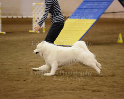 SCA2016_AG MON FAST NOVICE-3573