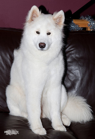 MISCHA