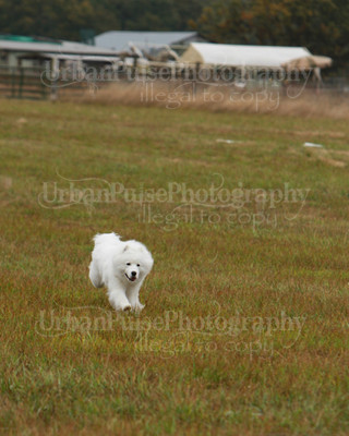 SCA2016_LURE COURSING-7556