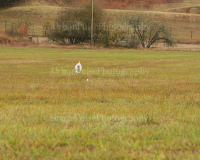 SCA2016_LURE COURSING-7344