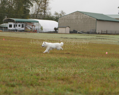 SCA2016_LURE COURSING-7378
