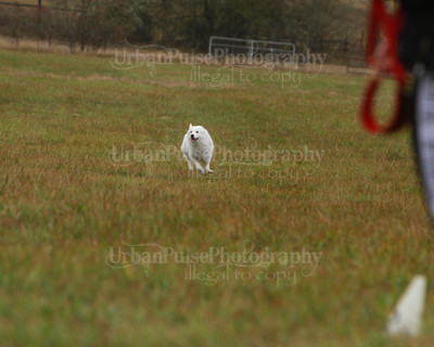 SCA2016_LURE COURSING-7715