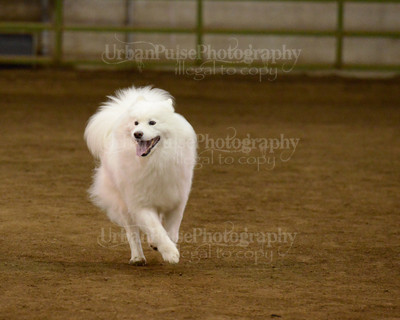SCA2016_AG MON FAST NOVICE-3526