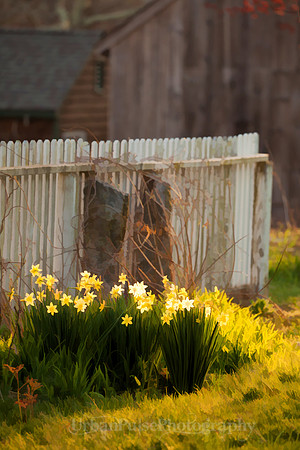 Flowers Mystic CT_2681