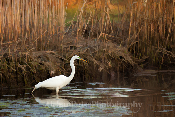 Mystic CT Crane_2720