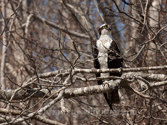 Hawk_2236