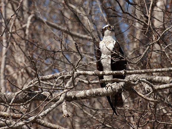 Hawk_2236