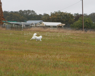 SCA2016_LURE COURSING-7763