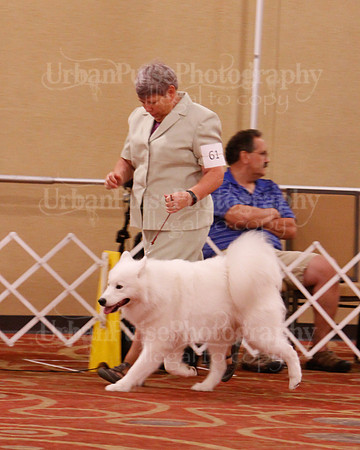 SCA2019 D BRED BY-9606