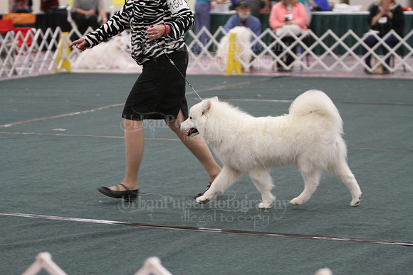SWPS VET B8-10-9730