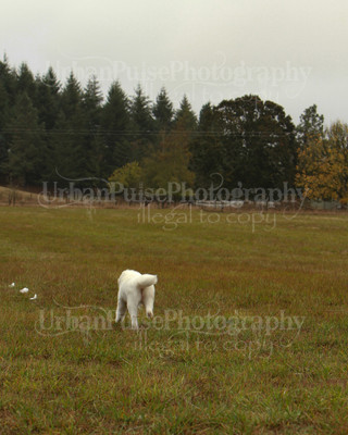 SCA2016_LURE COURSING-7309