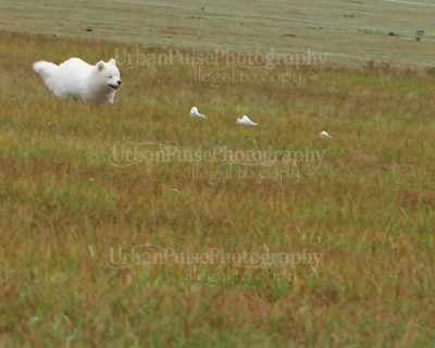 SCA2016_LURE COURSING-7782